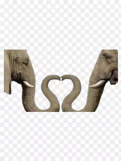 ����ı���-������