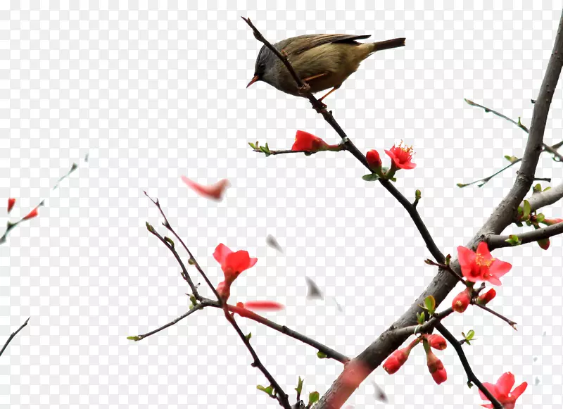 ���ﻨ��-������