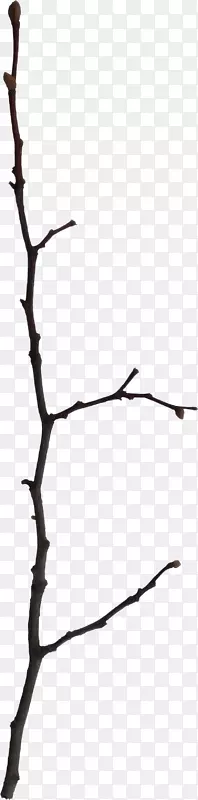 ��֦����װ��-������