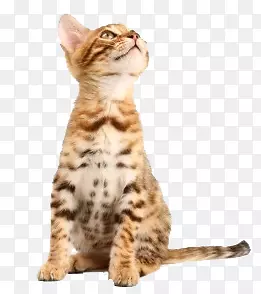 ��ͨ����ͼƬ��ͨ�����ز� �߰�-������