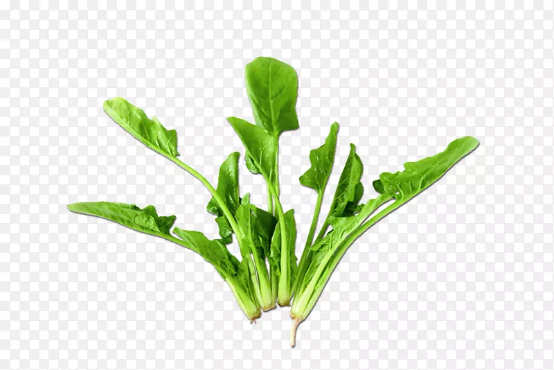 ����Ҷ��С����Ҷ��-������