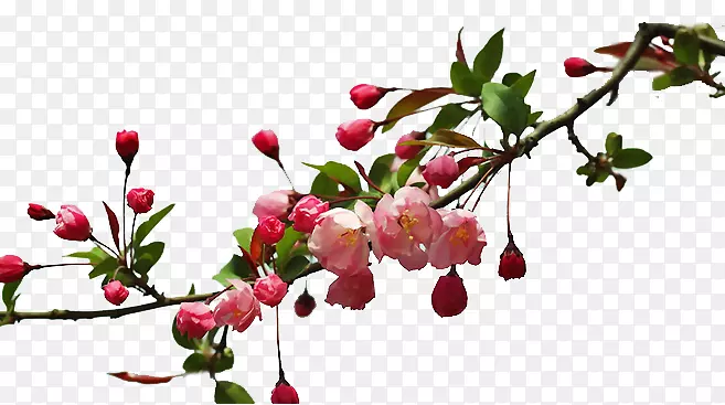 ������֦ʸ���ز�-������