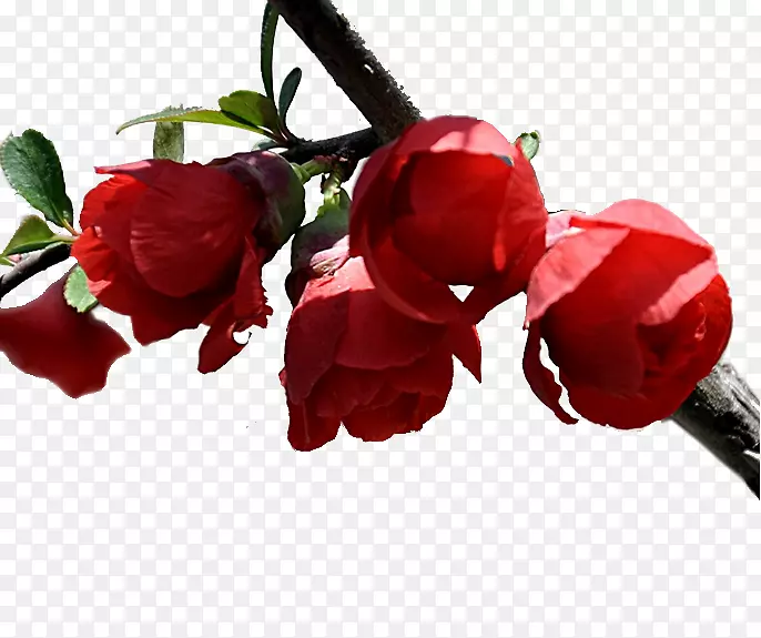 ������֦�ز�-������