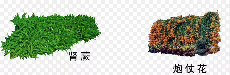 ԰����ֲ�ز�-������