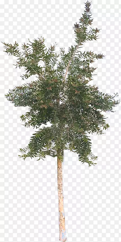 ��ľԪ���ز�-������