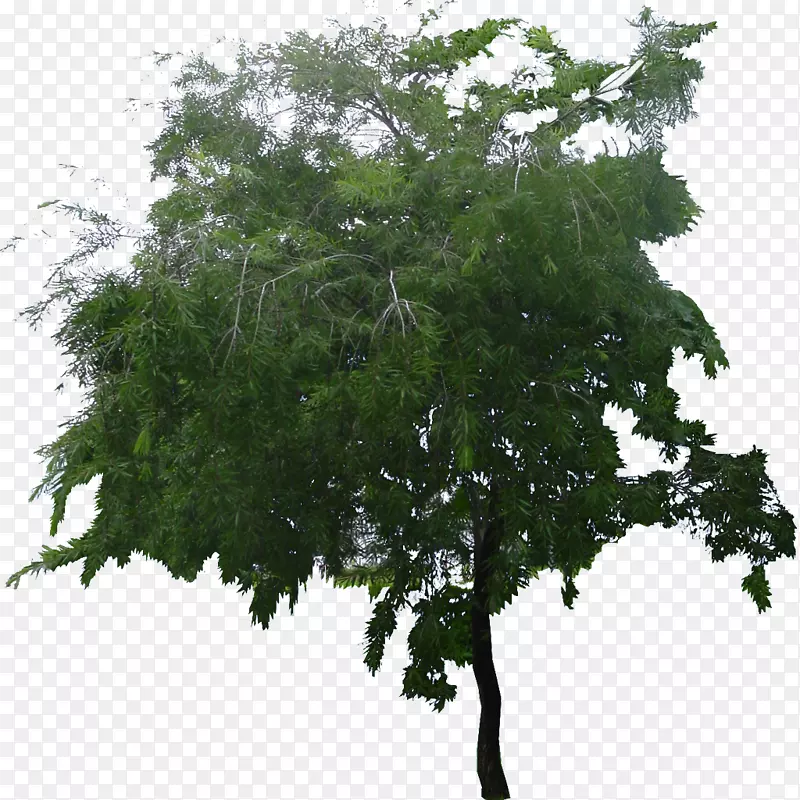 ��ľԪ���ز�-������