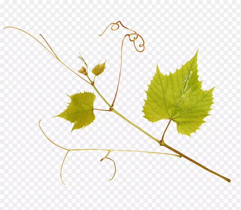 ��֮��-������