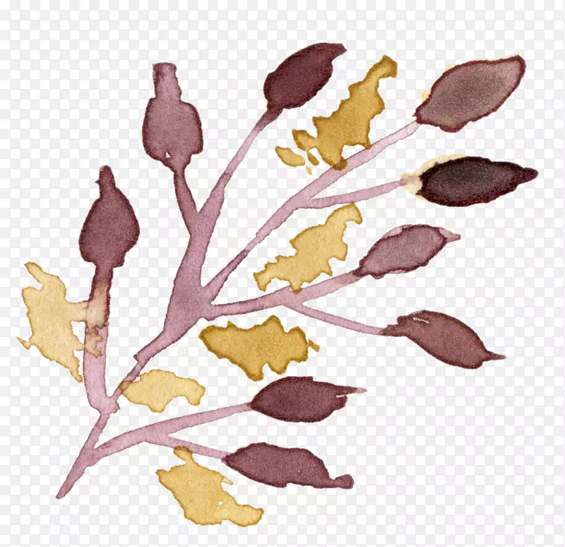 ����֦-������