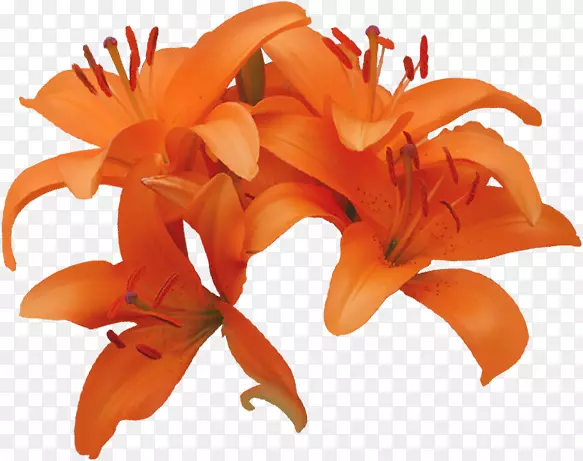 ��Ӱ�Ȼ�ɫ�������Ч��-������