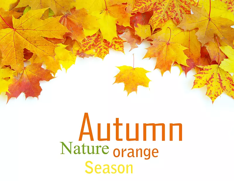 ��Ҷ�����߿�-������