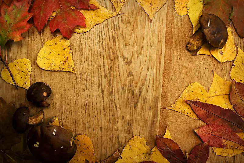 ľ�屳������ҶĢ��-������