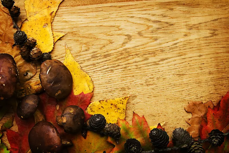 ľ������Ҷ����-������