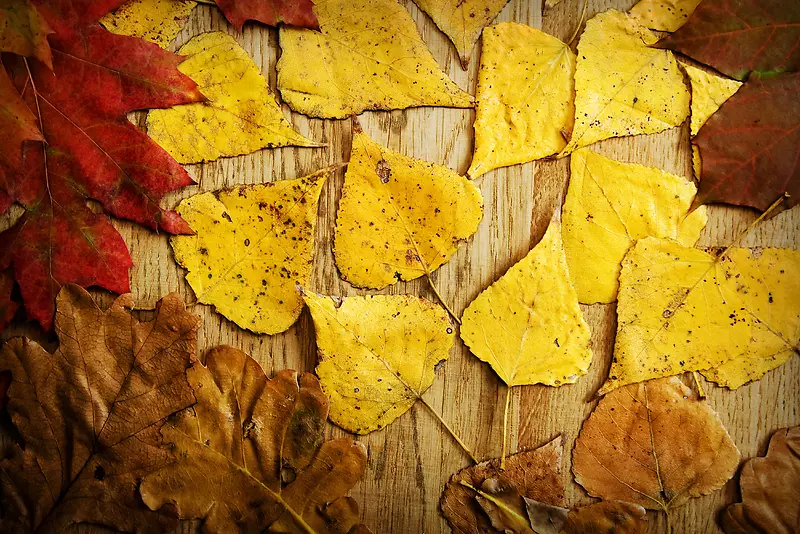 ľ���ϵ���Ҷ����-������