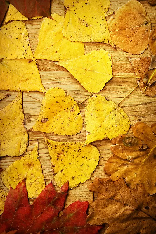 ľ���ϵ���Ҷ����-������