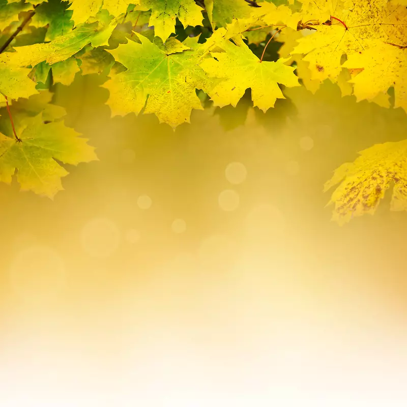 �λ�������Ҷ����-������