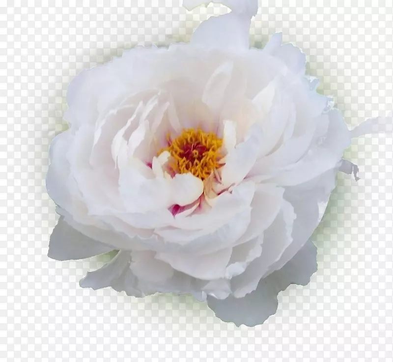 ��ɫĵ��-������