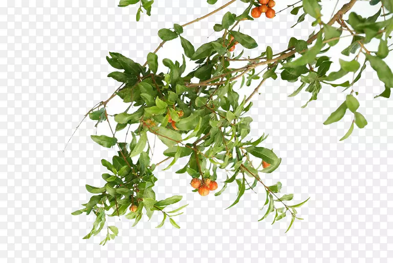 ʯ����ֲ��ͼƬ-������