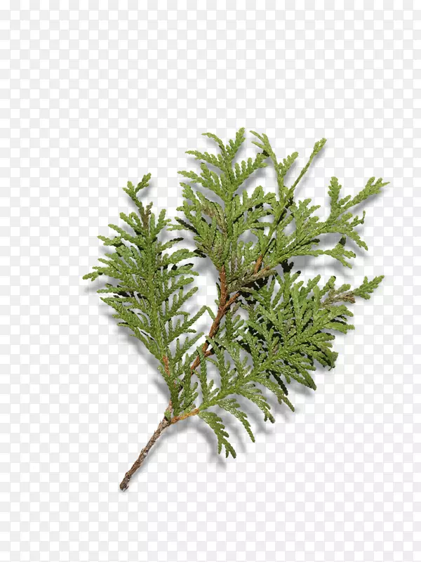 ʥ����ʥ������֦��������ز�-������