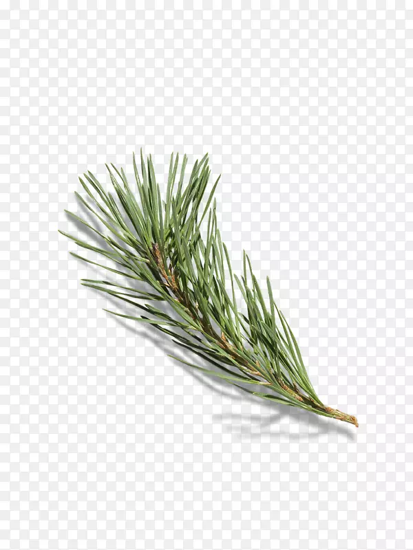 ʥ����װ�� �������ͼ�ز�-������