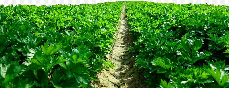 ��԰�߲˴�����ֲ-������