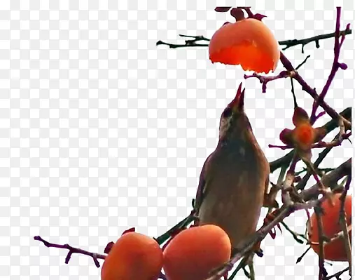 ֦ͷ�������ز�ͼƬ-������