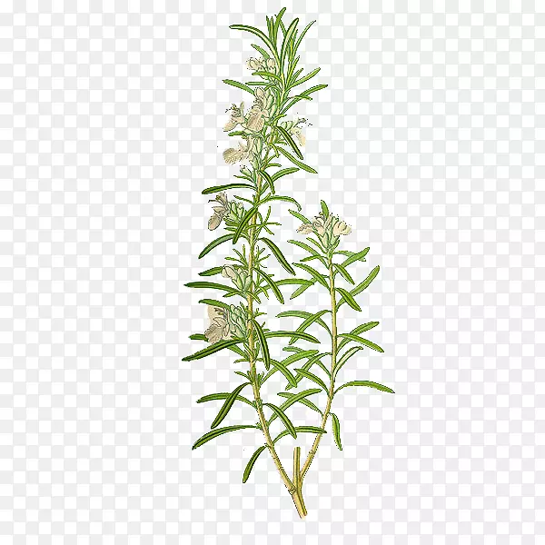 �ֻ濪�������������Ե���廭��-������