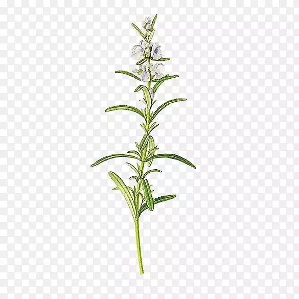 �����ֻ濪���������Ե���廭��-������