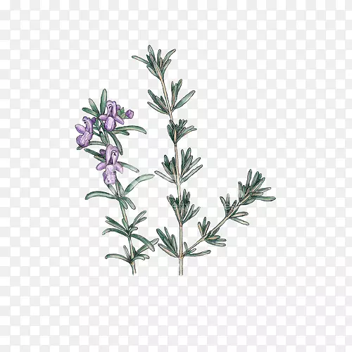 �ֻ���֦�������Ե���廭���-������