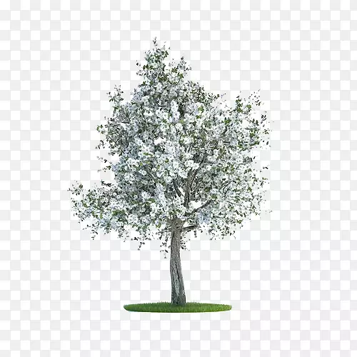 ��������ľ�زļ���-������