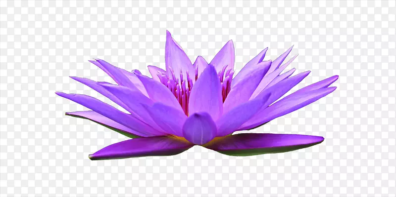 ��ɫ˯��-������