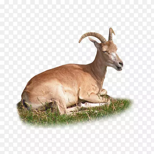 ����ͼƬ-������