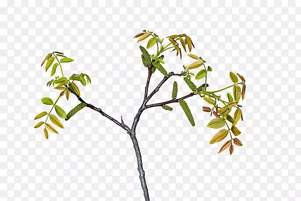 ����Ͳ��Ƶ���֦-������