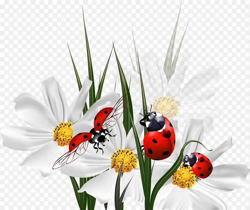 ���ϵ�����ư��-������