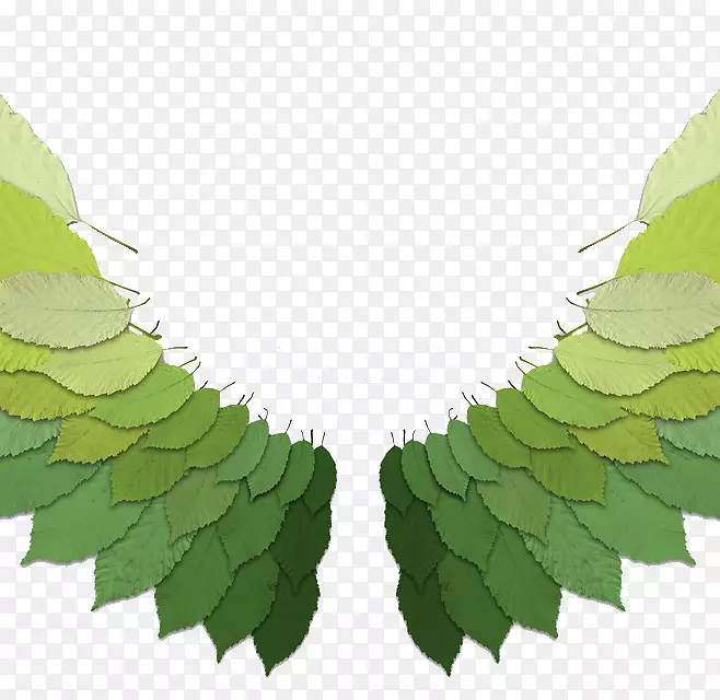 Ҷ�ӳ��-������