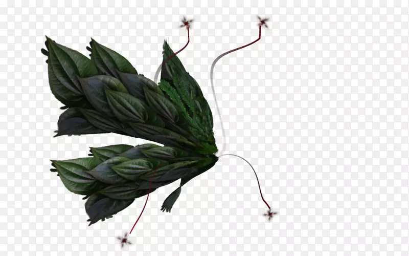 ��Ҷ��Ϻ���-������