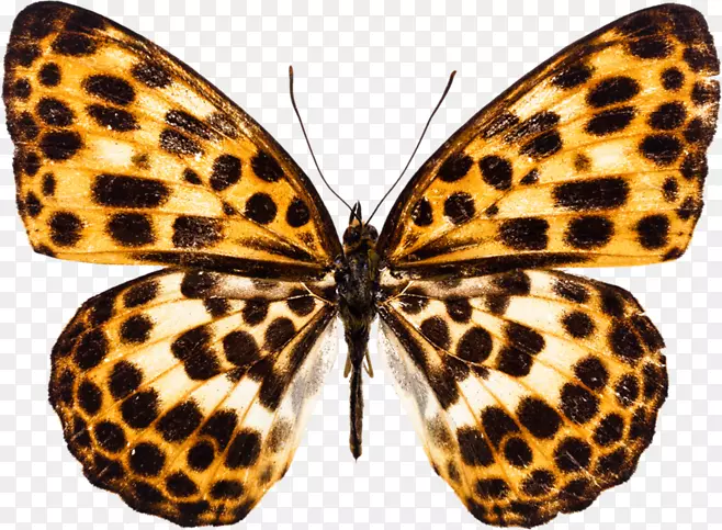 �ڵ������png�ز�-������