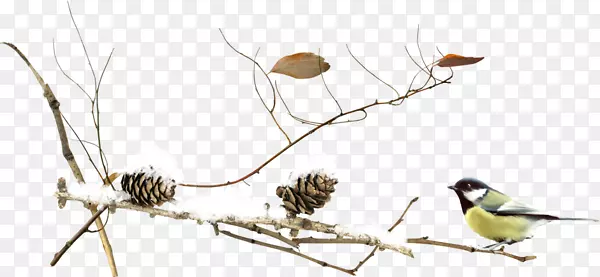 ��֦��С��-������