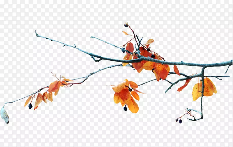 ��֦�滭ͼ��-������