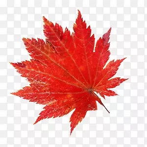 ��Ҷ-������