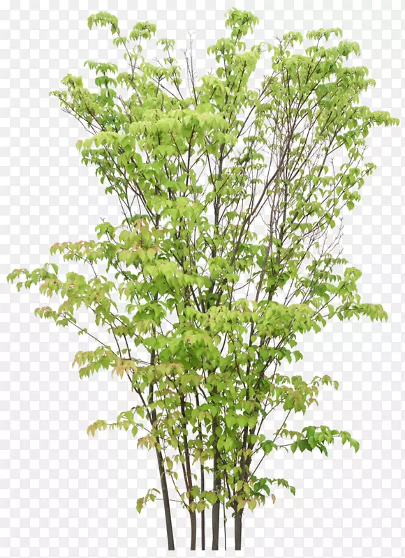 ����ɫ�Ĵ���-������