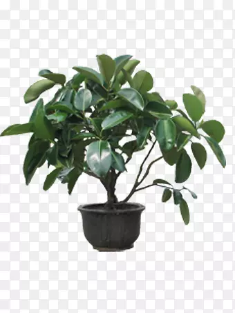 ������ͼƬ-������