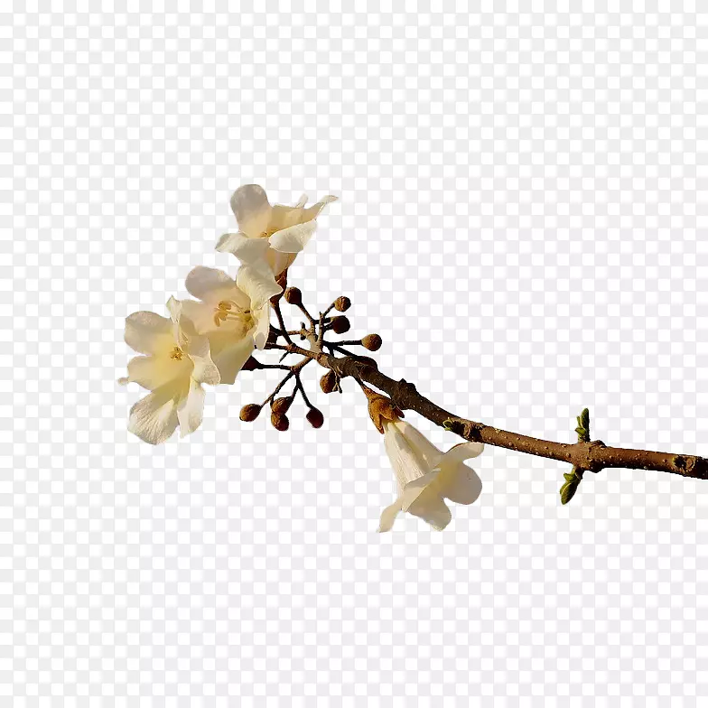 ��֦ͷ����ͩ��-������