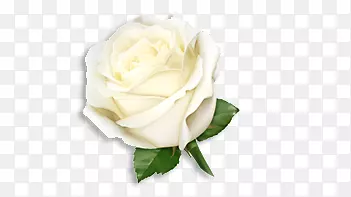 ��ɫõ��-������