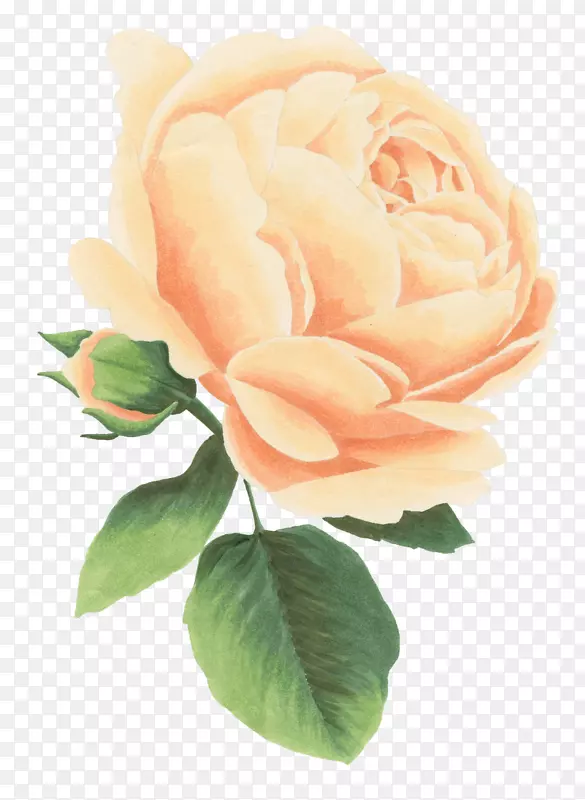 ˮ���ֻ��ʻ�-������