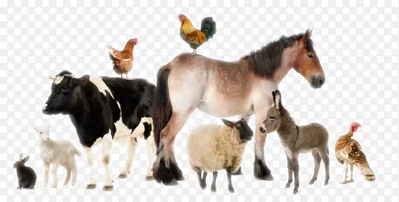 ½�ض�������-������