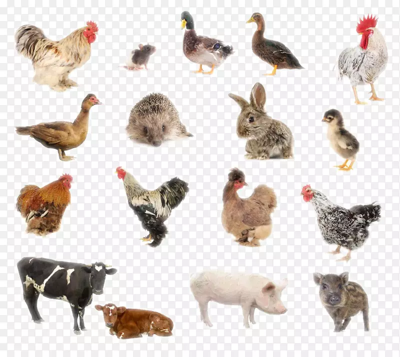 ½�ض�������-������