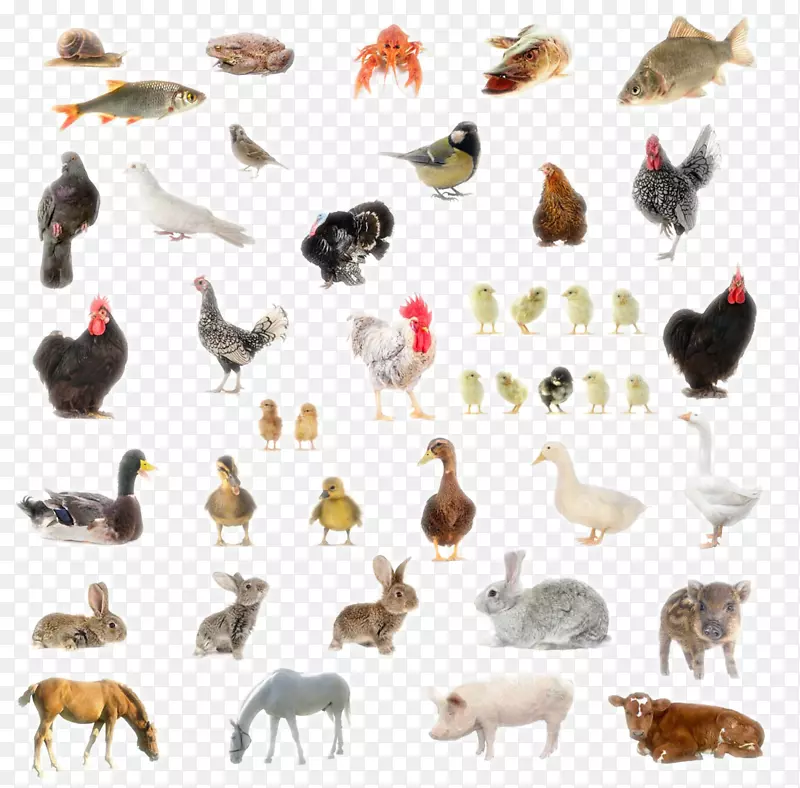 ½�ض�������-������