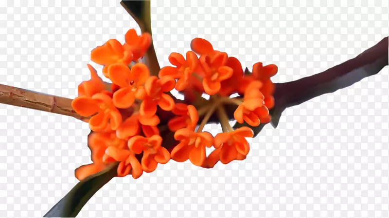 ��ɫ��-������