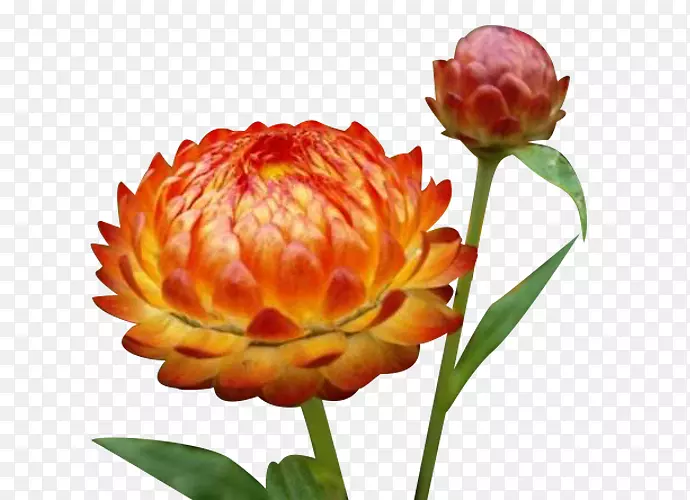 ��ɫ�����ջ�ͼƬ�ز�-������