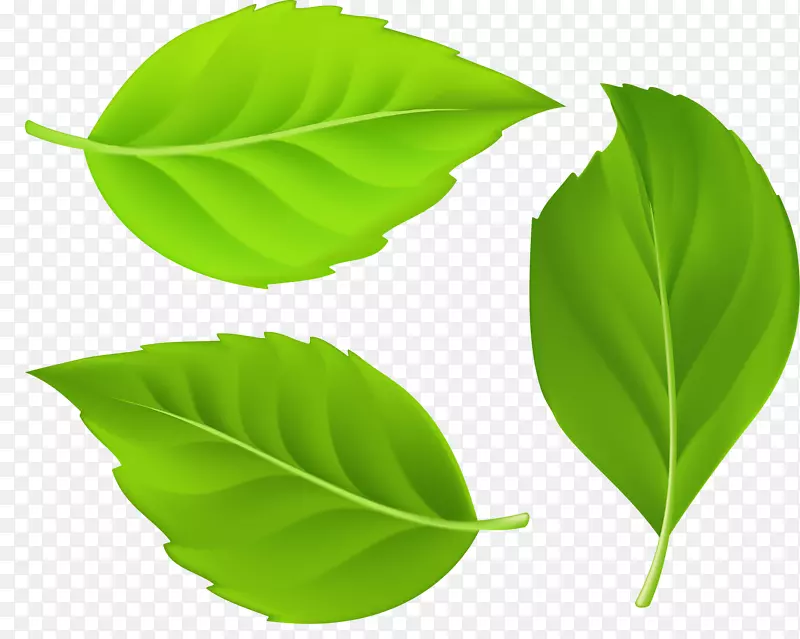 ��ƬҶ��-������